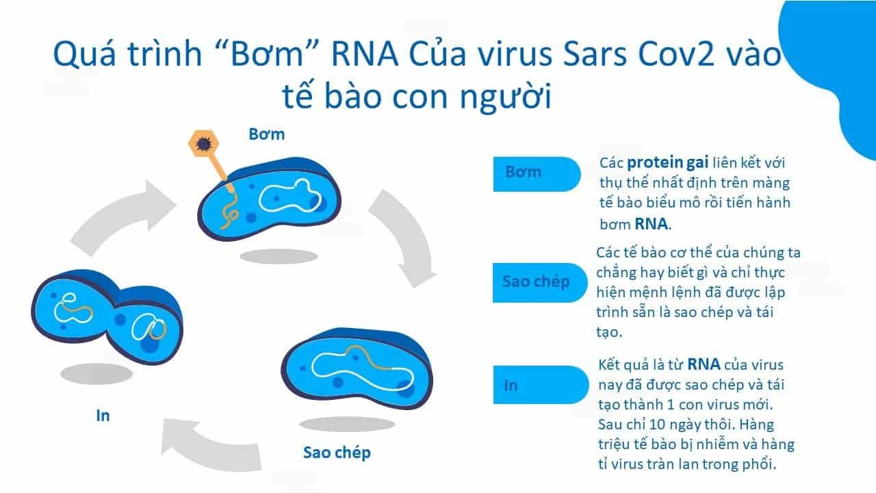 virus là gì? cấu tạo virus phát triển trong cơ thể con người như thế nào