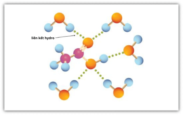 Liên kết hydro giữa phân tử axit axetic và phân tử nước