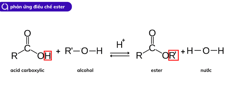 phản ứng điều chế ester từ rượu và acid carboxylic